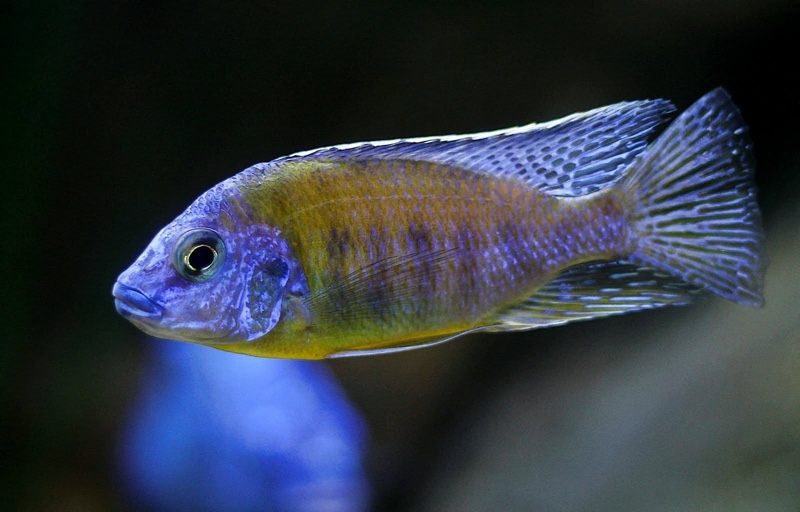 Protomelas sp. 'steveni imperial' Nkhata Bay